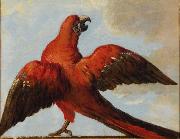 Jean Baptiste Oudry Parrot with Open Wings oil on canvas